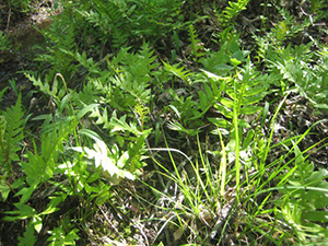 Wetland Plant Indicators